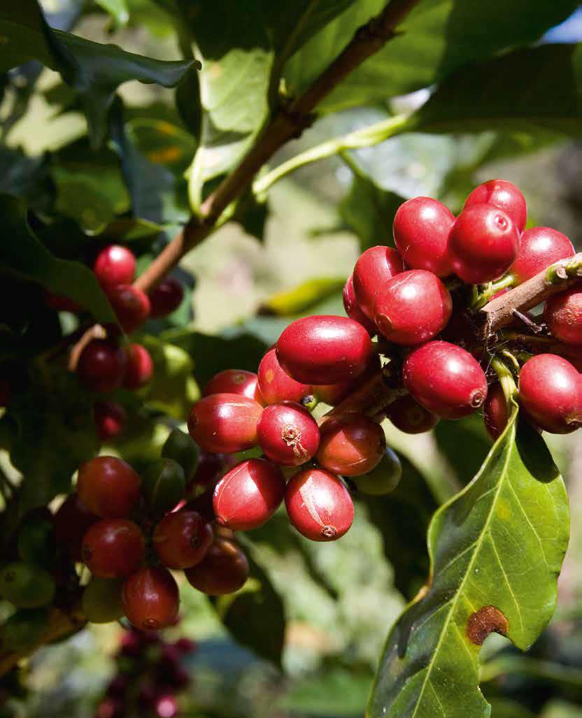 Revealing the coffee plant: from seedling to harvested berry