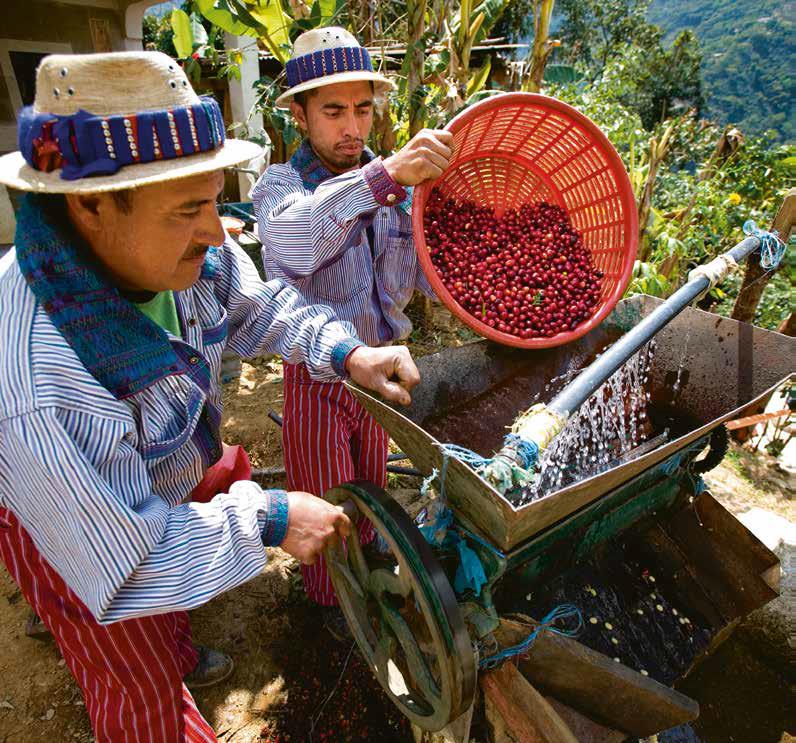 The anaerobic coffee bean processing method