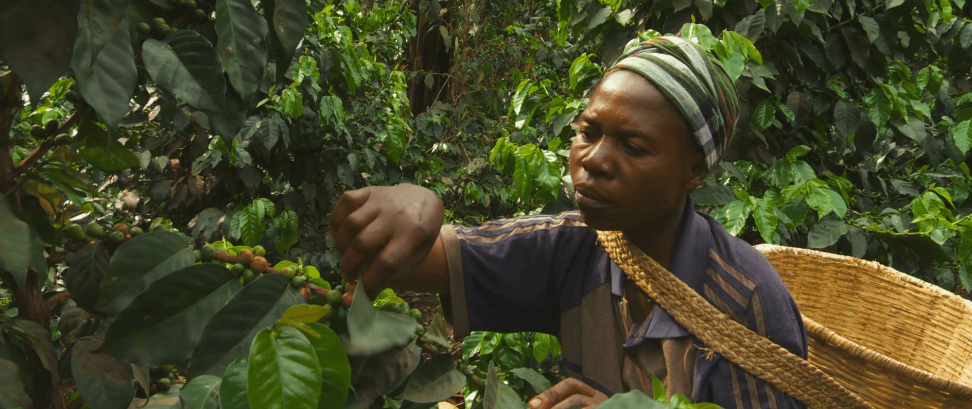 Recette OR Coffee : Congo Amka Mlimaji pour filtre