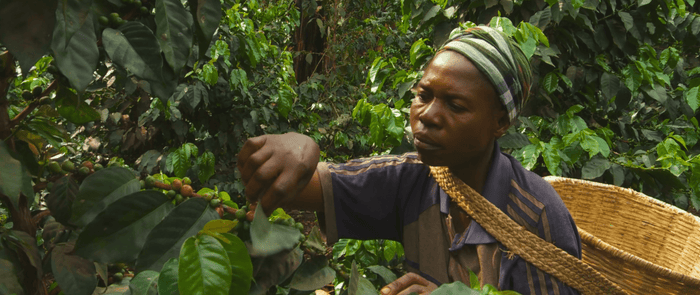 OR coffee recipe Congo-Amka-Mlimaji for filter kalita