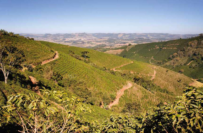 Coffee producing countries