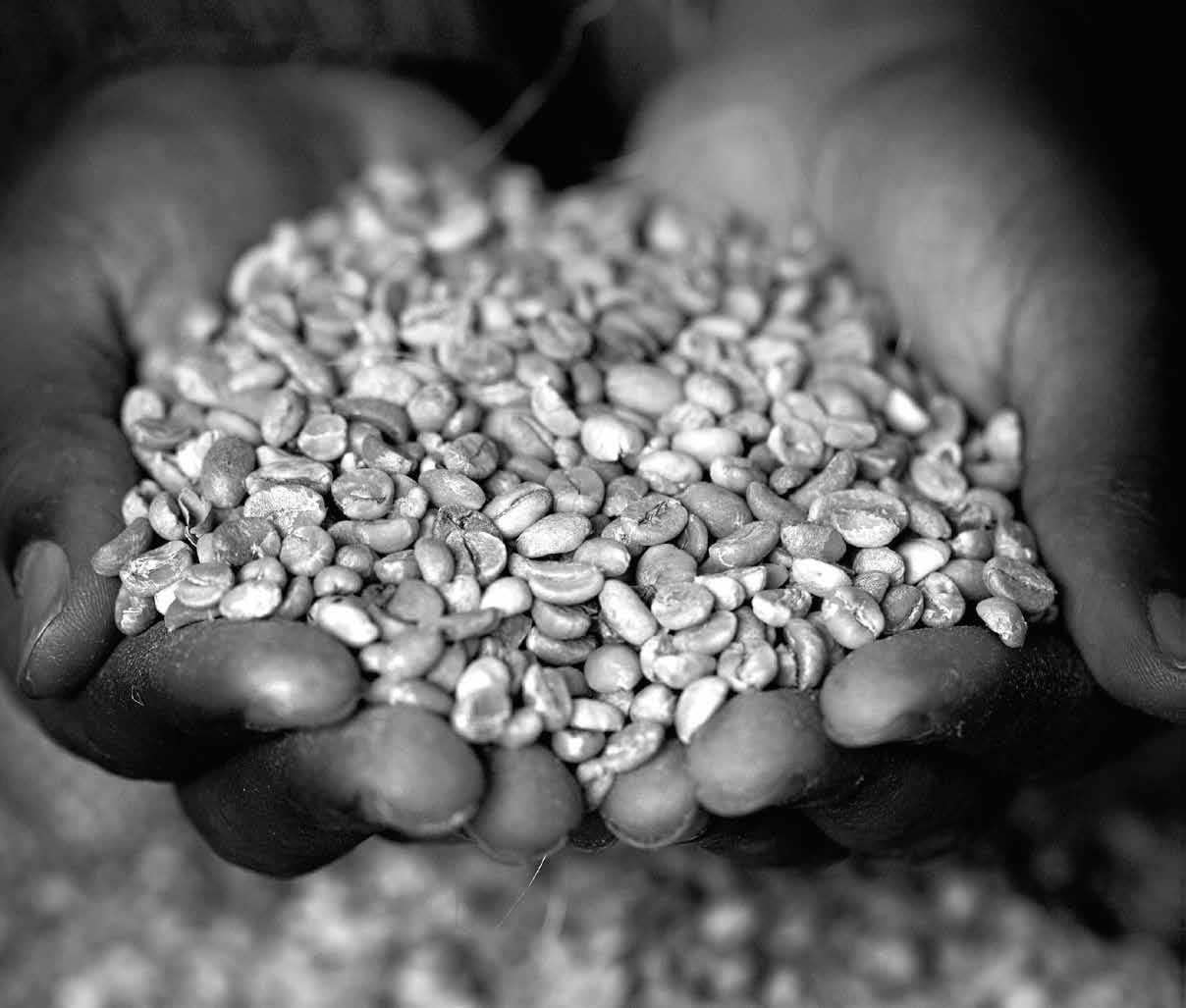 Le café Arabica, qu’est-ce que c’est exactement ?