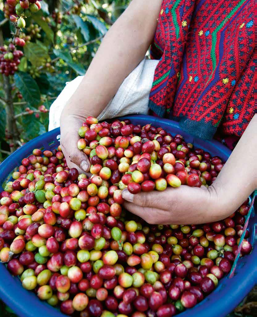 Navigating coffee labels: honest, fair trade, and organic explained