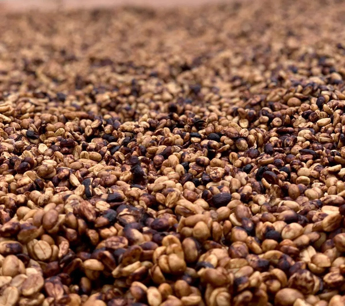 The pulped natural coffee bean processing method
