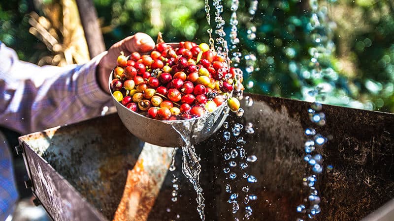 The washed coffee bean processing method