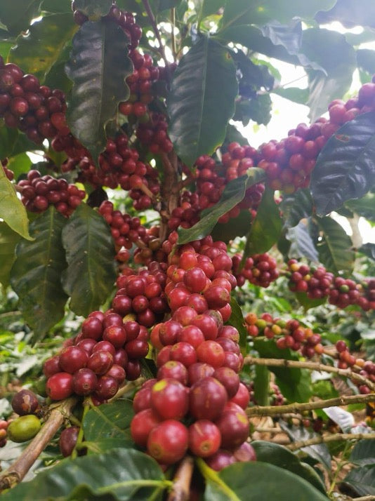 3. Roasting process