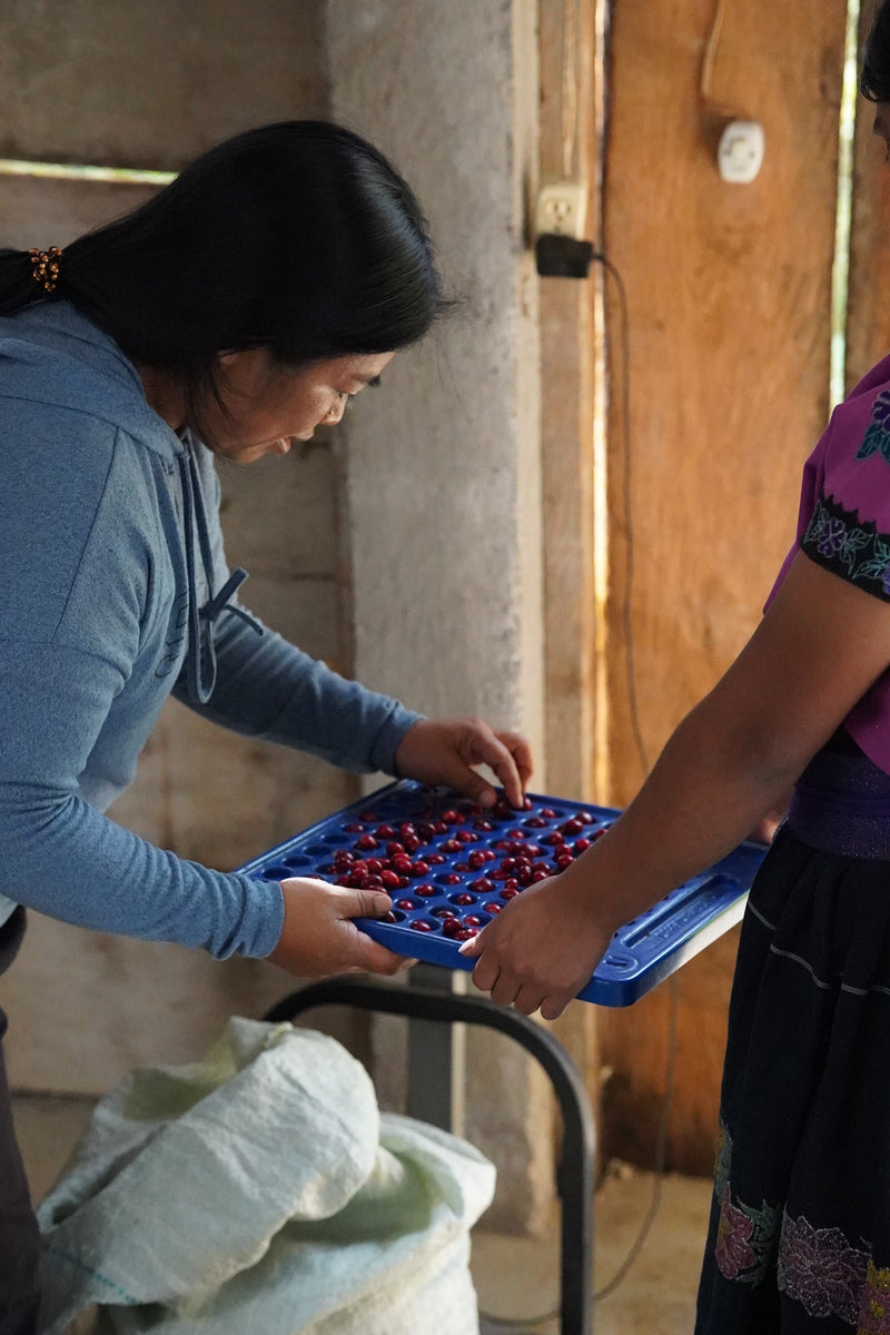 ALL ABOUT Mexico – San Pedro, Aldama