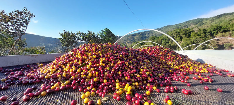 ALLES OVER Costa Rica San Isidro