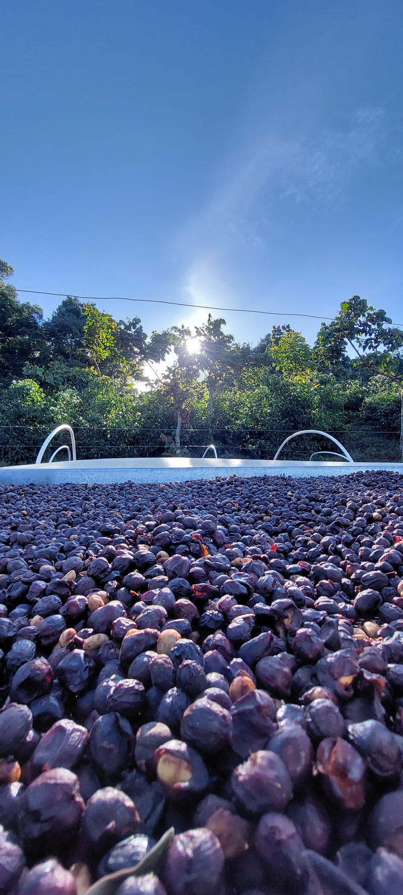 Hoe wordt de koffie gebrand