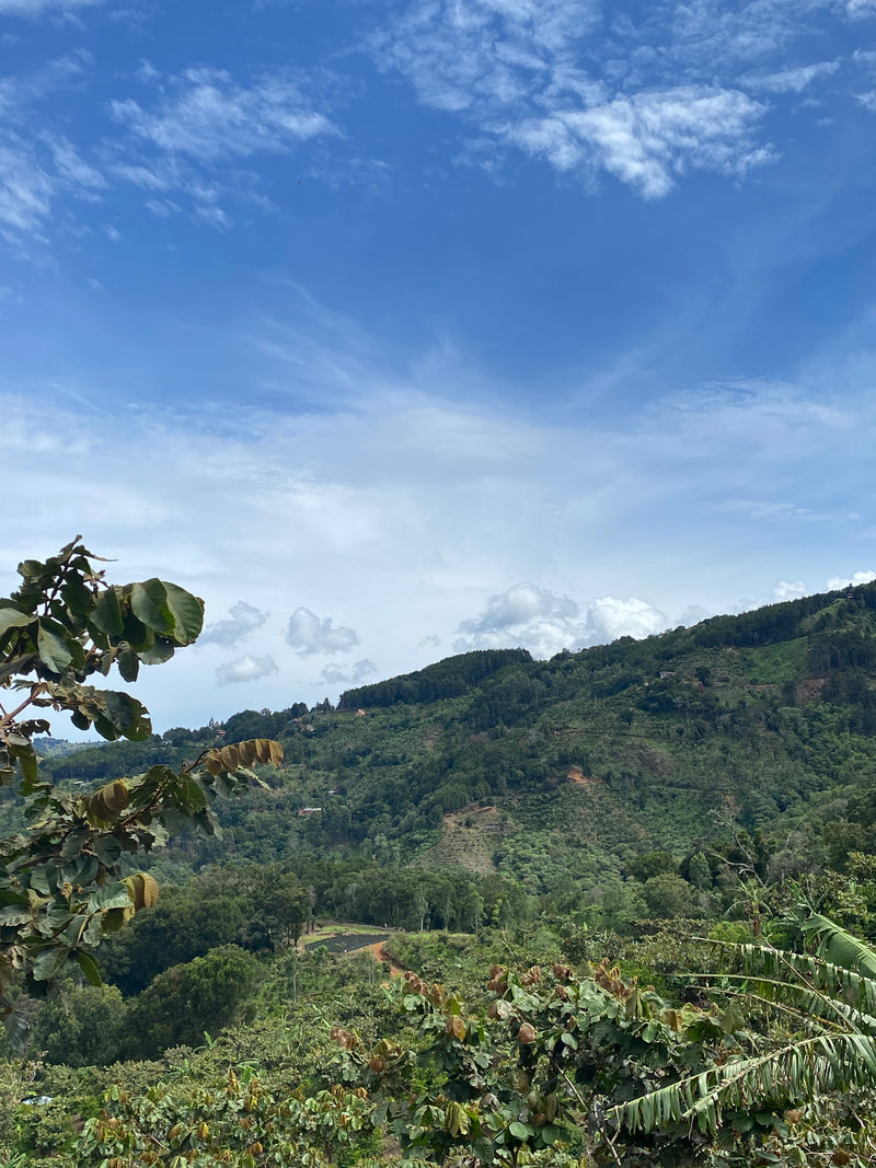 Comment il est torréfié