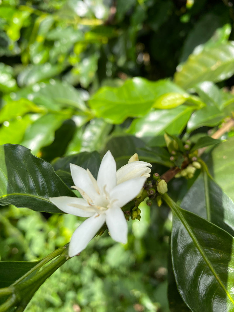 TOUT SUR Costa Rica El Alumbre