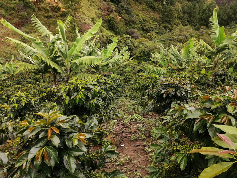 Comment il est torréfié