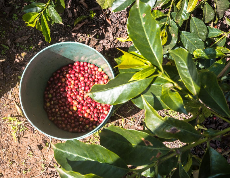 1. Know your coffee's origin