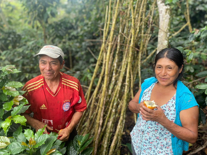 2. The San Ignacio Region