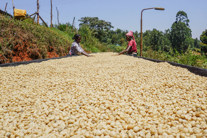 ALL ABOUT KENYA – Gatomboya AB for Filter